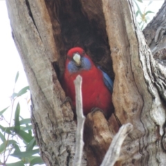 Platycercus elegans (Crimson Rosella) at Carwoola, NSW - 22 Sep 2018 by KumikoCallaway