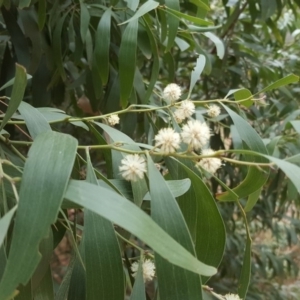 Acacia melanoxylon at Isaacs, ACT - 22 Sep 2018