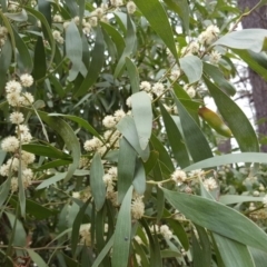 Acacia melanoxylon at Isaacs, ACT - 22 Sep 2018