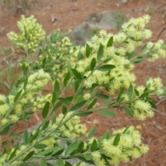 Acacia howittii (Sticky Wattle) at Isaacs, ACT - 22 Sep 2018 by Mike