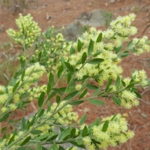 Acacia howittii at Isaacs, ACT - 22 Sep 2018 03:19 PM