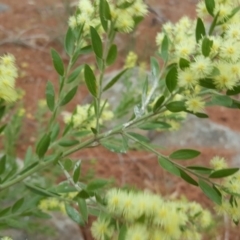 Acacia howittii at Isaacs, ACT - 22 Sep 2018 03:19 PM