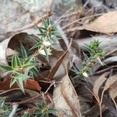 Melichrus urceolatus (Urn Heath) at Isaacs Ridge - 22 Sep 2018 by Mike