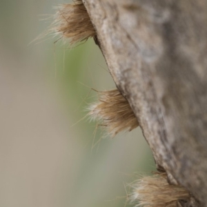 Isodontia sp. (genus) at Dunlop, ACT - 22 Sep 2018