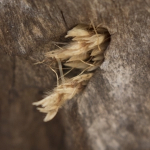 Isodontia sp. (genus) at Dunlop, ACT - 22 Sep 2018