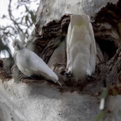 Cacatua galerita (Sulphur-crested Cockatoo) at Hawker, ACT - 22 Sep 2018 by AlisonMilton