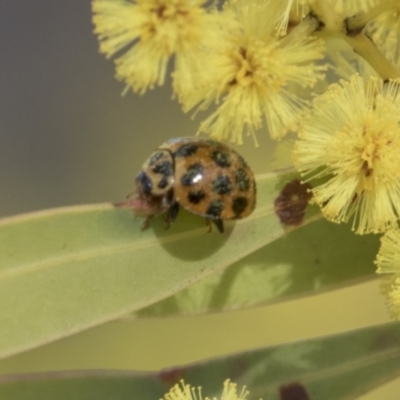 Harmonia conformis (Common Spotted Ladybird) at The Pinnacle - 22 Sep 2018 by AlisonMilton