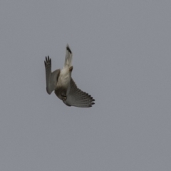 Falco cenchroides (Nankeen Kestrel) at Dunlop, ACT - 22 Sep 2018 by AlisonMilton