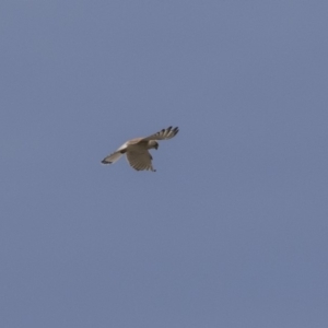 Falco cenchroides at Dunlop, ACT - 22 Sep 2018