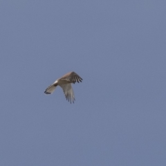 Falco cenchroides at Dunlop, ACT - 22 Sep 2018 12:44 PM