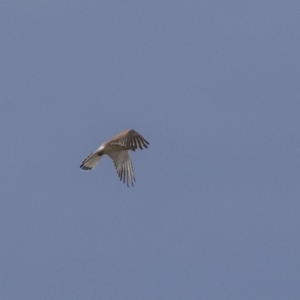 Falco cenchroides at Dunlop, ACT - 22 Sep 2018 12:44 PM