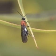 Braconidae (family) (Unidentified braconid wasp) at Hawker, ACT - 22 Sep 2018 by AlisonMilton