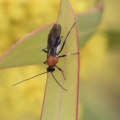 Braconidae (family) at Hawker, ACT - 22 Sep 2018