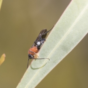 Braconidae (family) at Hawker, ACT - 22 Sep 2018