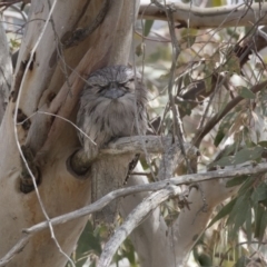 Podargus strigoides (Tawny Frogmouth) at Hawker, ACT - 22 Sep 2018 by Alison Milton