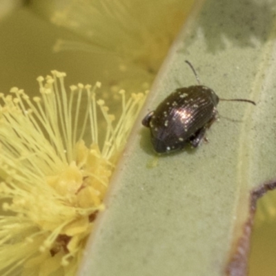 Alticini (tribe) (Unidentified flea beetle) at Hawker, ACT - 22 Sep 2018 by AlisonMilton