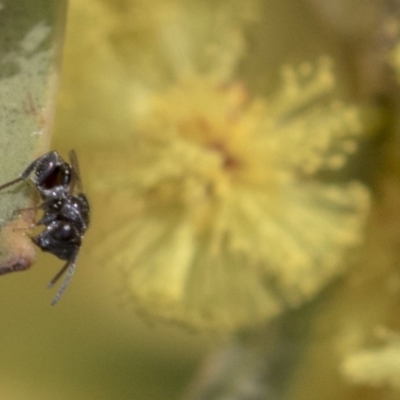 Chalcidoidea (superfamily) (A gall wasp or Chalcid wasp) at Hawker, ACT - 22 Sep 2018 by AlisonMilton