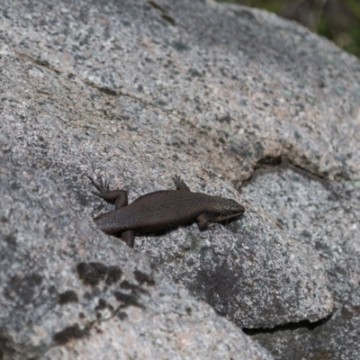 Egernia saxatilis (Black Rock Skink) at Tharwa, ACT - 22 Sep 2018 by RichForshaw