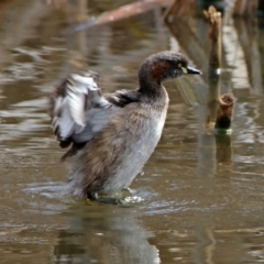 Tachybaptus novaehollandiae (Australasian Grebe) at Fyshwick, ACT - 22 Sep 2018 by RodDeb