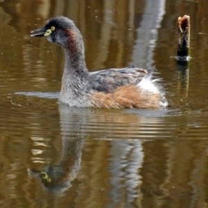 Tachybaptus novaehollandiae at Fyshwick, ACT - 22 Sep 2018