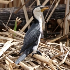 Microcarbo melanoleucos (Little Pied Cormorant) at Jerrabomberra Wetlands - 22 Sep 2018 by RodDeb