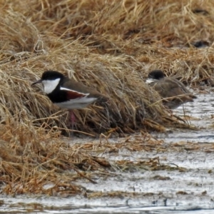 Erythrogonys cinctus at Fyshwick, ACT - 22 Sep 2018