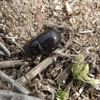 Heteronychus arator (African black beetle) at Jerrabomberra Wetlands - 22 Sep 2018 by RodDeb