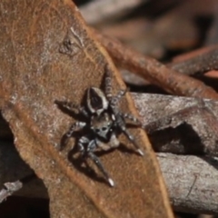 Jotus sp. (genus) (Unidentified Jotus Jumping Spider) at Paddys River, ACT - 12 Sep 2018 by JudithRoach