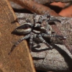 Jotus sp. (genus) at Paddys River, ACT - 12 Sep 2018