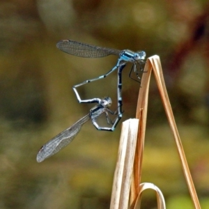 Austrolestes leda at Fyshwick, ACT - 22 Sep 2018