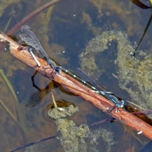 Austrolestes leda at Fyshwick, ACT - 22 Sep 2018