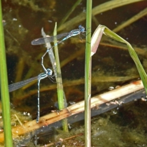 Austrolestes leda at Fyshwick, ACT - 22 Sep 2018 12:27 PM