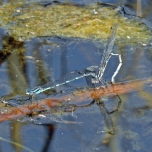 Austrolestes leda at Fyshwick, ACT - 22 Sep 2018