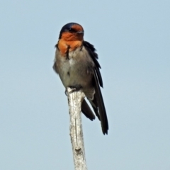 Hirundo neoxena (Welcome Swallow) at Jerrabomberra Wetlands - 22 Sep 2018 by RodDeb