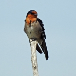 Hirundo neoxena at Fyshwick, ACT - 22 Sep 2018