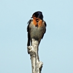 Hirundo neoxena at Fyshwick, ACT - 22 Sep 2018