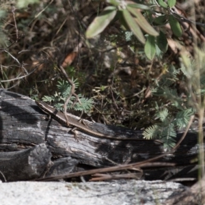 Eulamprus heatwolei at Tharwa, ACT - 22 Sep 2018