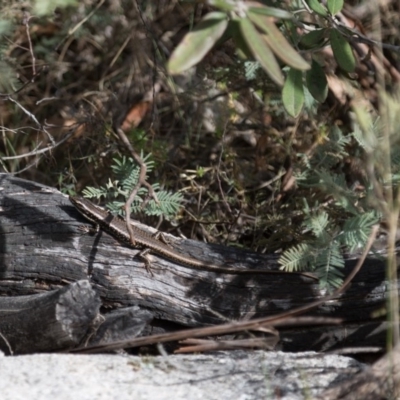 Eulamprus heatwolei (Yellow-bellied Water Skink) at Tharwa, ACT - 22 Sep 2018 by RichForshaw