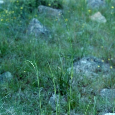 Amphibromus sp. (Swamp Wallaby Grass) at Tuggeranong Hill - 20 Nov 2000 by michaelb