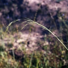 Amphibromus (genus) (Swamp Wallaby Grass) at Theodore, ACT - 22 Nov 2005 by MichaelBedingfield