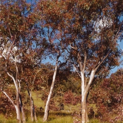 Eucalyptus blakelyi (Blakely's Red Gum) at Tuggeranong Hill - 30 Nov 1999 by michaelb