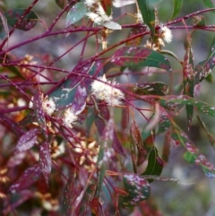 Eucalyptus blakelyi at Tuggeranong Hill - 1 Dec 1999