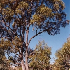 Eucalyptus bridgesiana (Apple Box) at Conder, ACT - 24 Mar 2000 by MichaelBedingfield