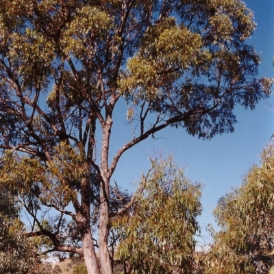 Eucalyptus bridgesiana (Apple Box) at Conder, ACT - 23 Mar 2000 by michaelb