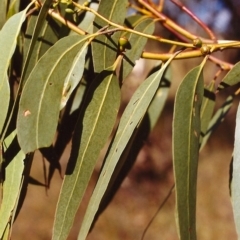 Eucalyptus bridgesiana at Tuggeranong Hill - 24 Mar 2000 12:00 AM