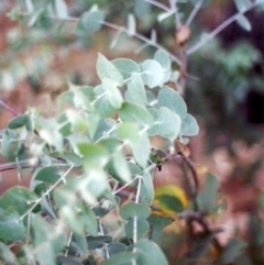 Eucalyptus bridgesiana at Tuggeranong Hill - 24 Mar 2000 12:00 AM