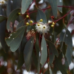 Eucalyptus melliodora (Yellow Box) at Conder, ACT - 6 Dec 1999 by michaelb