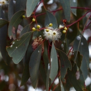 Eucalyptus melliodora at Tuggeranong Hill - 7 Dec 1999 12:00 AM