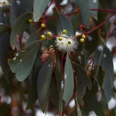 Eucalyptus melliodora (Yellow Box) at Conder, ACT - 7 Dec 1999 by MichaelBedingfield