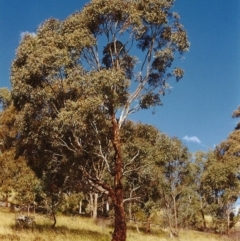 Eucalyptus melliodora at Tuggeranong Hill - 7 Dec 1999